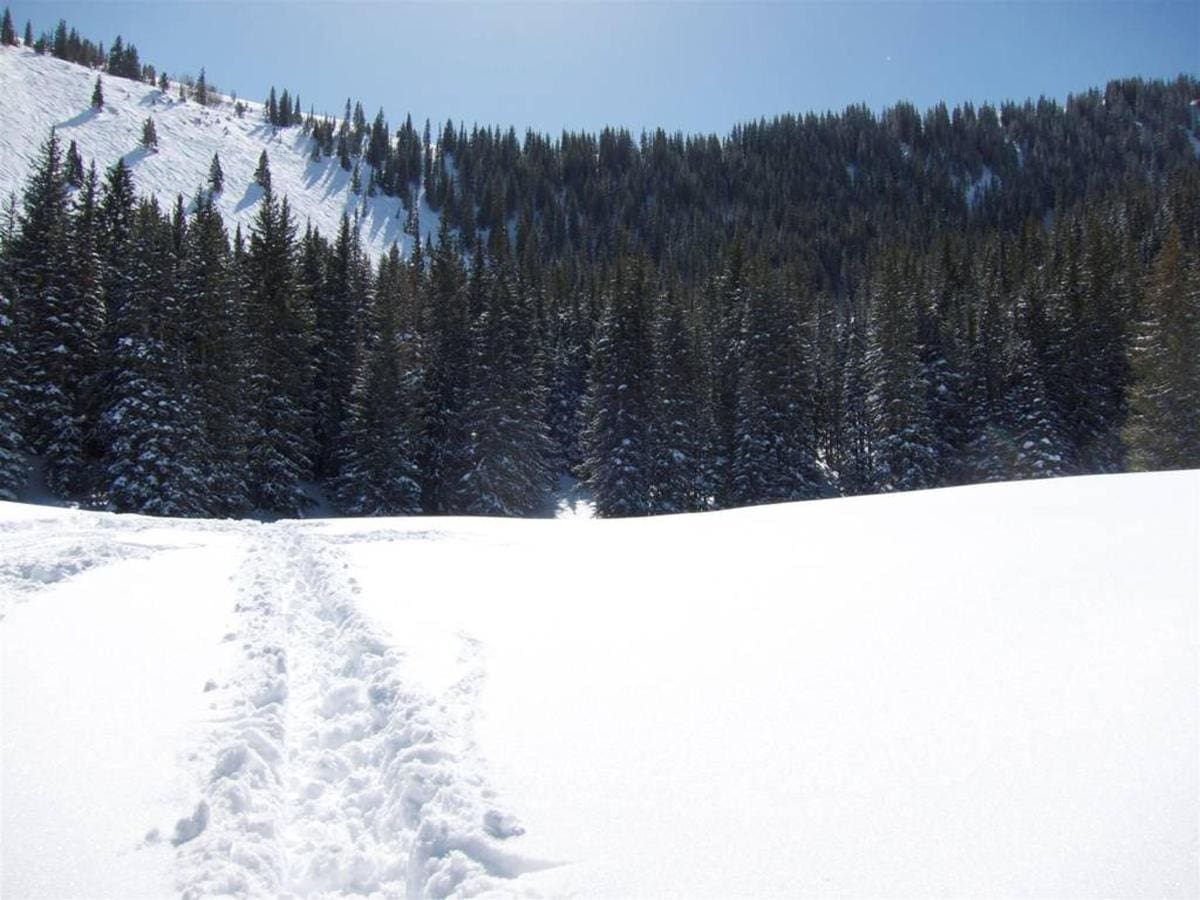 A snowy landscape with evergreen trees and a snow-covered path leading through a forested area under a clear blue sky makes for the perfect backdrop while staying at Park City ski vacation rentals.